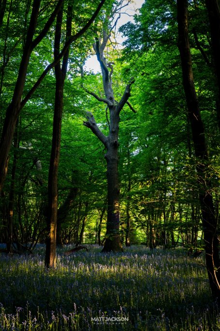 Sunlit forest with tall trees and purple flowers beneath a green canopy.