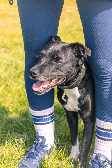 A black dog stands between a person's legs, on green grass.