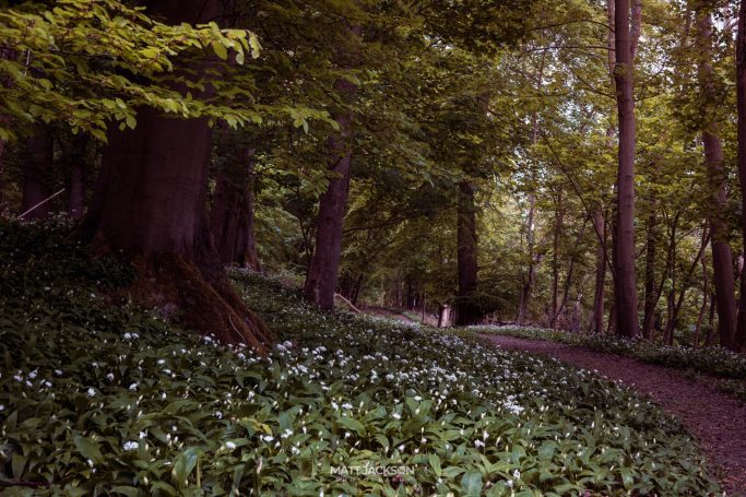 A serene forest path lined with trees and blooming wildflowers.