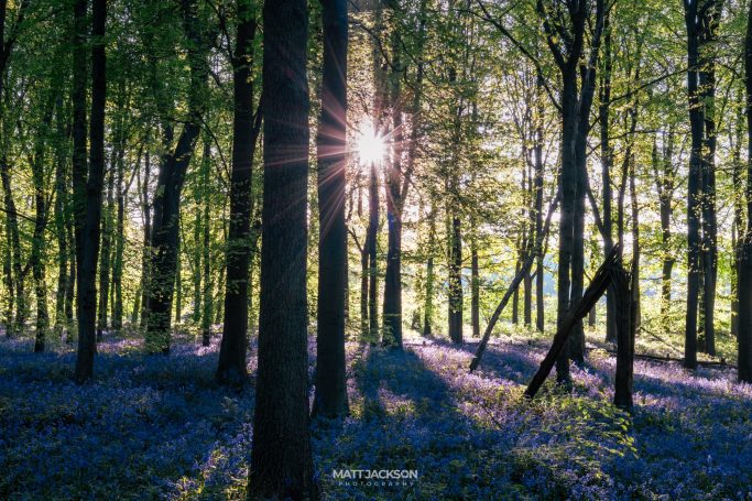 Sunlight streaming through trees in a lush green forest with bluebells on the ground.