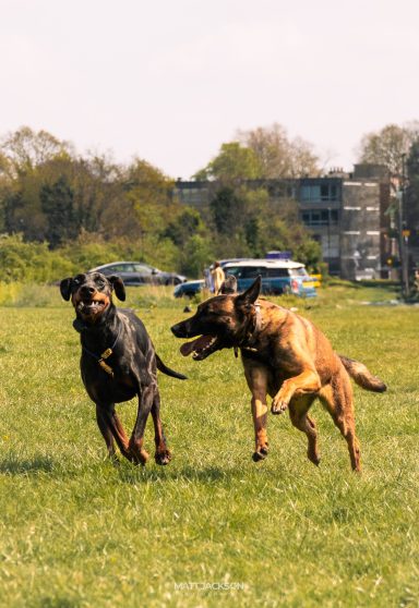 Two dogs, one black and one brown, playfully running across a grassy field.
