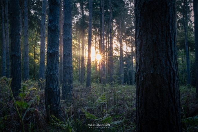 Sunlight filters through trees in a serene forest setting.
