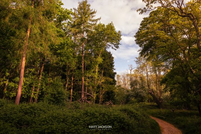 Lush green forest with tall trees and a dirt path under a partly cloudy sky.