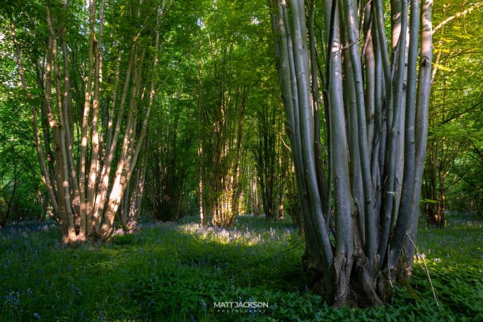 A serene forest scene with tall trees and a carpet of bluebells on the ground.