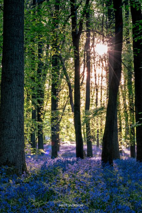 Sunlight filters through trees in a forest, illuminating bluebells on the forest floor.