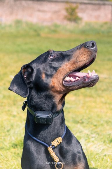 A black and tan Doberman, smiling and sitting in a grassy area.
