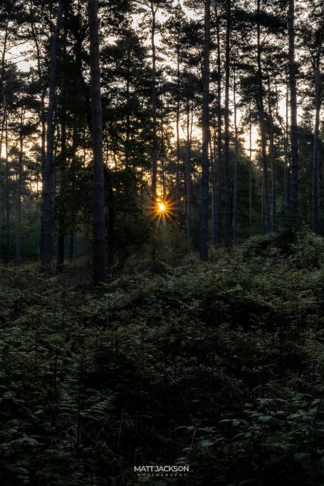 Sunset filtering through tall trees in a serene forest setting.