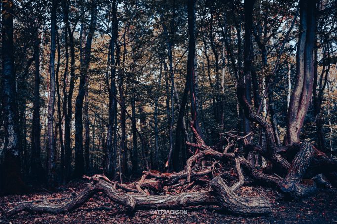 Twisted tree roots in a dense forest with autumn foliage.