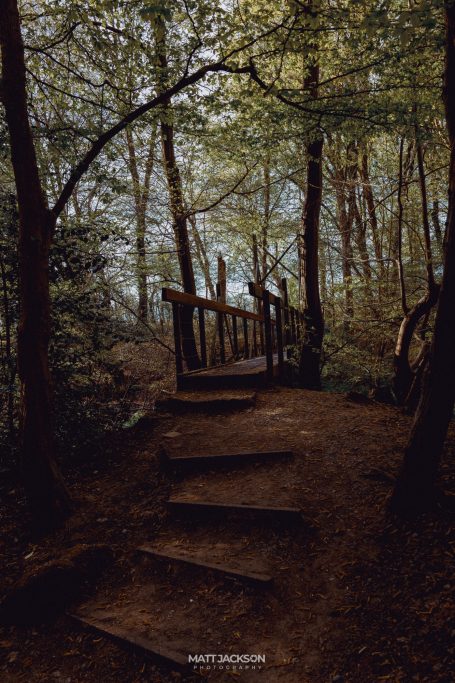 Wooden steps leading up through a forest with lush green trees and a misty background.