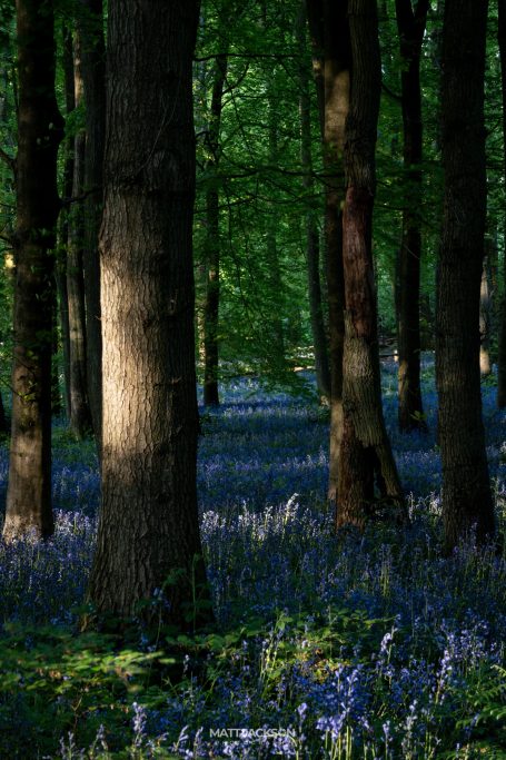 Woodland scene with sunlight filtering through trees, surrounded by bluebells.