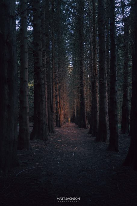 A narrow path through tall, dark trees, illuminated faintly by soft light.