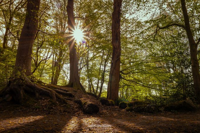 Sunlight filters through trees in a dense, green forest, casting long shadows on the ground.