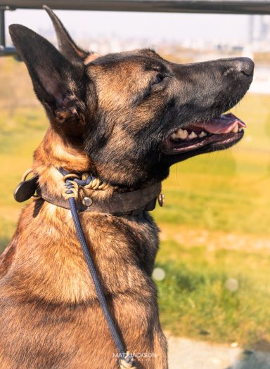 A profile view of a smiling dog against a blurred outdoor background.