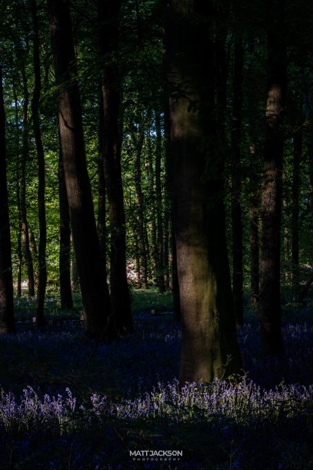 Tall trees in a forest with a carpet of bluebell flowers in sunlight.