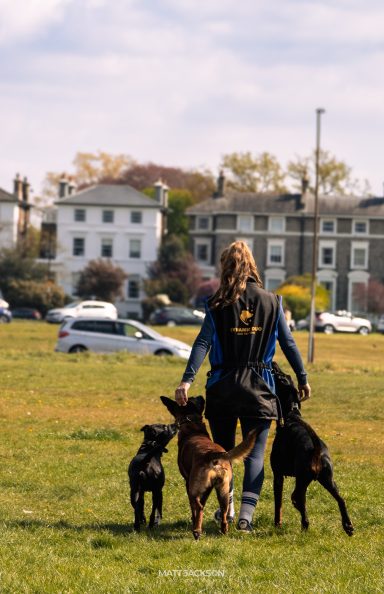 Person walking three dogs in a grassy area near buildings and parked cars.