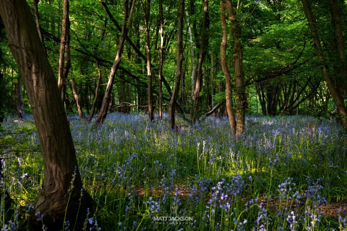 A woodland scene featuring a carpet of bluebells beneath green trees.