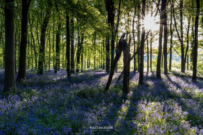 Sunlight filters through trees over a field of bluebells in a serene woodland setting.