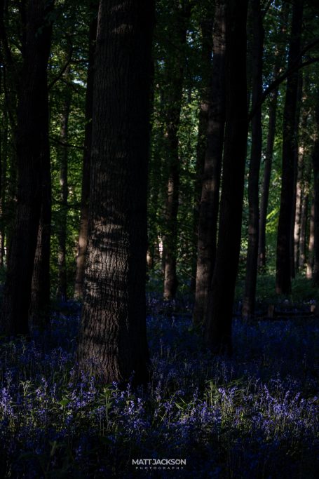 A tranquil forest scene with tall trees and a carpet of bluebells in sunlight.
